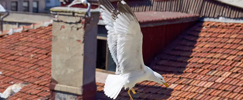Residential Chimney Animal Removal Solution in Madison Heights, MI