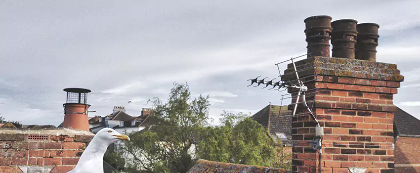 Chimney Cleaning And Restoration in Madison Heights, Michigan